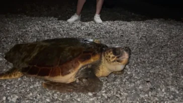 Konyaaltı'nın davetsiz misafiri dev caretta caretta