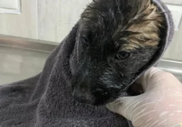 Su kanalında mahsur kalan 2 yavru köpek kurtarıldı