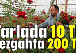 Tarlada 10 TL tezgahta 200 TL