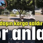 Vatandaşın karga saldırısında zor anları