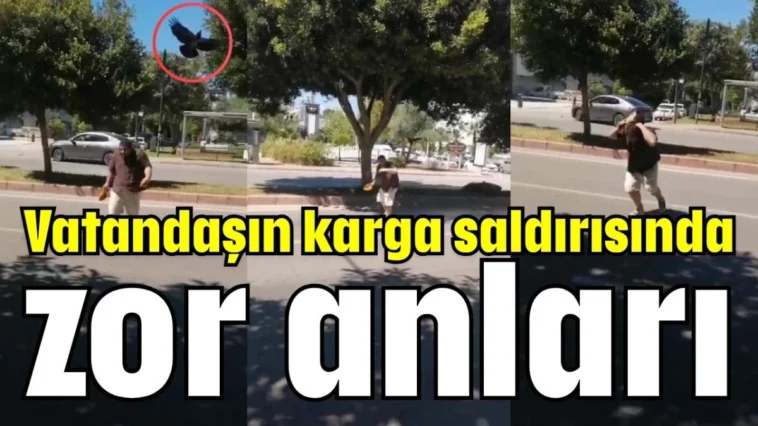Vatandaşın karga saldırısında zor anları