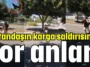 Vatandaşın karga saldırısında zor anları